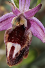 Ophrys ferrum-equinum