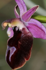 Ophrys ferrum-equinum
