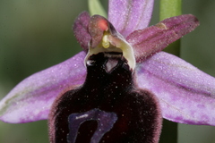 Ophrys ferrum-equinum