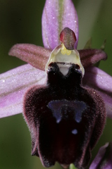 Ophrys ferrum-equinum