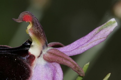 Ophrys ferrum-equinum