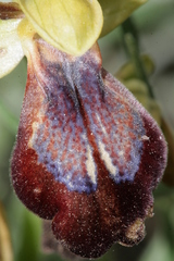 Ophrys fusca iricolor