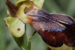 Ophrys fusca iricolor