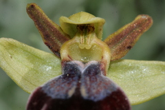 Ophrys fusca iricolor