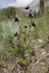 Ophrys ferrum-equinum