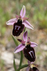 Ophrys ferrum-equinum