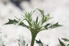 Eryngium aristulatum