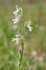 Linaria chalepensis