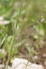 Linaria chalepensis