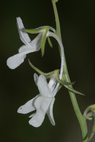 Representative image of Linaria chalepensis