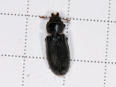 Tenebroides laticollis