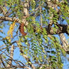 Adenanthera abrosperma