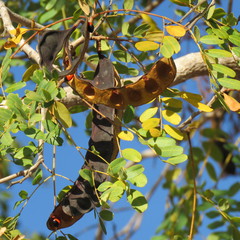 Adenanthera abrosperma