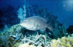 Mycteroperca venenosa