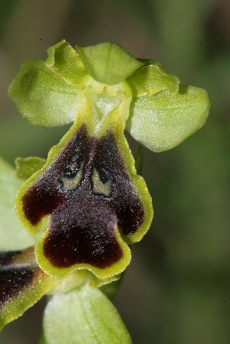 Cockchafer Orchid (Ophrys blitopertha)