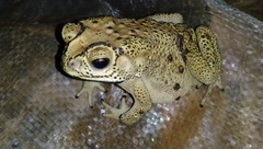 Duttaphrynus melanostictus