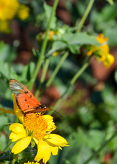 Acraea neobule
