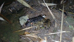 Limnonectes macrodon