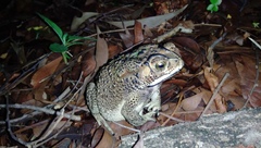 Duttaphrynus melanostictus
