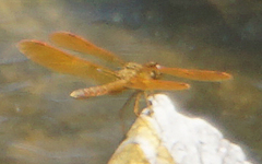 Perithemis tenera
