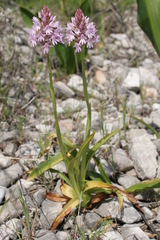 Anacamptis pyramidalis pyramidalis