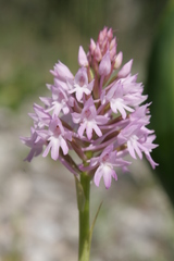 Anacamptis pyramidalis pyramidalis