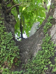 Iguana iguana