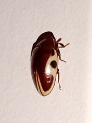 Chelonarium ornatum