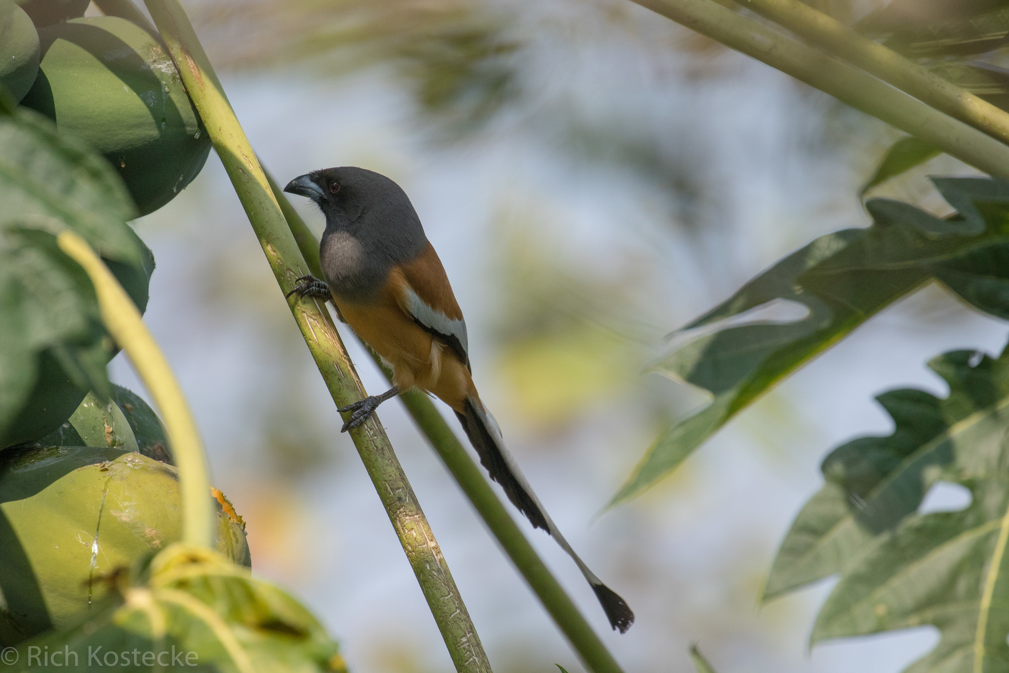 Rufous Treepie