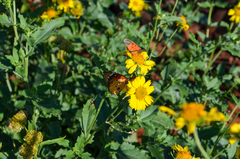 Acraea neobule