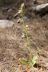 Ophrys ferrum-equinum