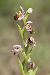 Ophrys umbilicata