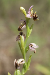 Ophrys umbilicata