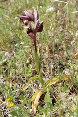 Serapias orientalis orientalis