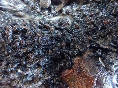 Potamopyrgus estuarinus