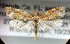 Argyrotaenia floridana