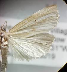 Xubida panalope