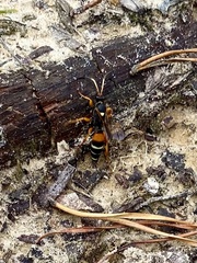 Ichneumon ambulatorius