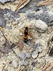 Ichneumon ambulatorius