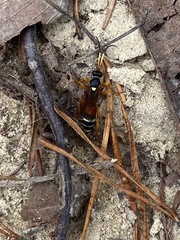 Ichneumon ambulatorius