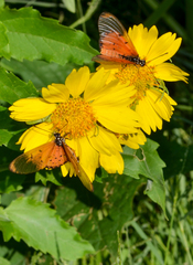Acraea neobule
