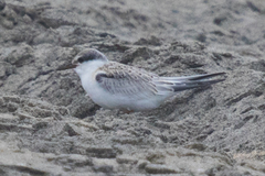 Sternula antillarum browni