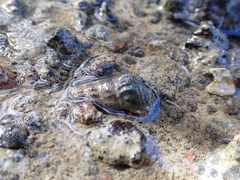 Zeacumantus lutulentus