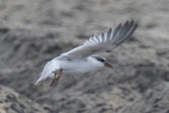 Sternula antillarum browni