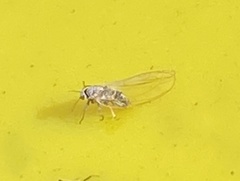 Bactericera cockerelli