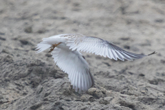 Sternula antillarum browni