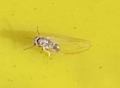 Bactericera cockerelli