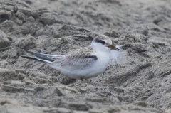 Sternula antillarum browni