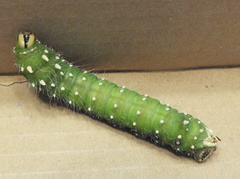 Eacles imperialis pini