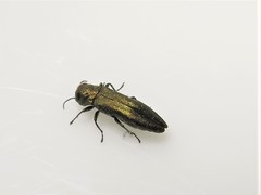 Agrilus politus
